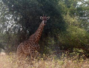 Canvas Print - une girafe en pleine observation 