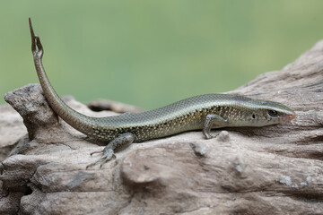 Wall Mural - A young sun skink with a forked tail is sunbathing on a dry tree trunk. This reptile has the scientific name Mabouya multifasciata.