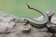 A young sun skink with a forked tail is sunbathing on a dry tree trunk. This reptile has the scientific name Mabouya multifasciata.