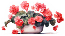 Begonia In Pot On White Background