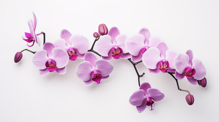 Wall Mural - orchid