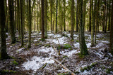 Fototapeta Natura - dark gloomy late autumn winter forest trees
