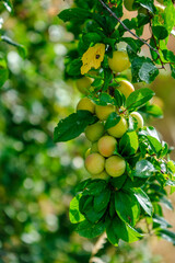 Wall Mural - Ripe yellow plums on a tree in a garden. Plum tree.Selective focus.