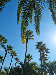 Canvas Print - This is a low view of palm trees.