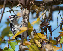 Red-bellied Woodpecker In A Tree 