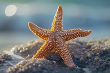Poster - A starfish sitting on top of a sandy beach. Perfect for beach-themed designs and nature-related projects