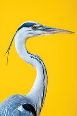 Poster - A close-up photograph of a bird against a vibrant yellow background. This image can be used to add a pop of color and nature to any design or project
