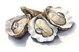 Fototapeta  - Fresh oysters on white background