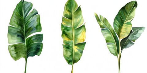 Poster - Three green leaves on a white background. Can be used as a symbol of nature, freshness, and growth
