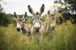 donkeys with perked ears in a lush meadow
