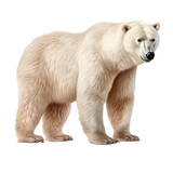 Fototapeta Zwierzęta - polar bear isolated on transparent background