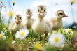 goslings following geese through a patch of daisies