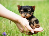 Fototapeta Zwierzęta - A little Yorkshire Terrier Puppy Sits in the arms of a girl against the background of green grass. Cute dog. Copy space for text