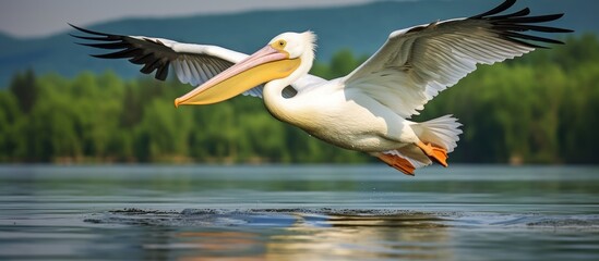 Sticker - Biodiversity conservation in the Danube delta showcased through a serene white pelican gliding on calm waters, highlighting nature's beauty.