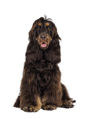 Wall Mural - Young adult choc and tan Cocker Spaniel dog, sitting up facing front. Looking towards camera. Tongue out. Isolated cutout on a transparent background.