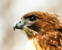 Close Up Of A Hawk