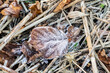 Frost on fallen dry leaves close-up, selective focus. Winter or autumn background with plants covered with snow. Soothing natural background in soft colors.