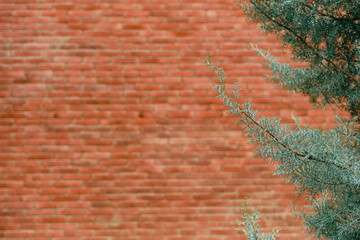 Thuja branches on blurred background red brown vintage texture brick wall with shabby structure, concept horizontal wide brick wall background, abstract web banner concept