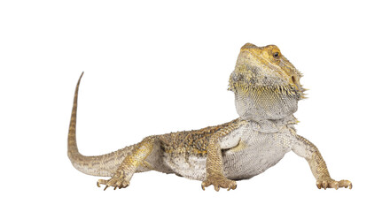 Poster - Yellow Bearded Dragon standing side ways. Looking towards camera. Isolated cutout on a transparent background.