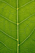 © Kondor83 - Translucent green leaf, macro, texture, background