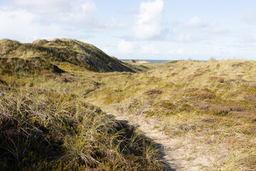 Wall Mural - Idyllic pathway stretches over a sandy beach, surrounded by tranquil blue waters.