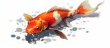 Fototapeta Zwierzęta - Koi fish illustration, of a Japanese carp.