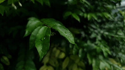 Rain drops on green leaf nature background. Nature background of green leaves. Close up background nature of green leaves