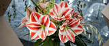 Red and white amaryllis flowers. Hippeastrum. Flower of Holland. Amaryllis variety Super Star. Hippeastrum grade Super Star. Amaryllidaceae. Dutch flowers. Striped