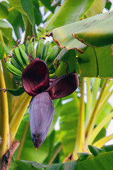 Wall Mural - Musa acuminata with inflorescence. Deep red purple banana blossom on tree in family Musaceae. Big petal of banana flower bud with green leaf background. Tropic and new life concept for natural design