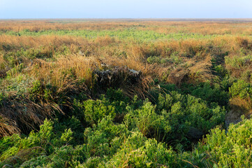 Wall Mural - Halophilic plant in the bay of Somme. Hauts-de-France region