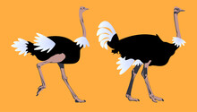 Ostrich Black & White Illustration
