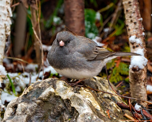 Wall Mural - Junco Dark-eyed Photo and Image. Close-up front view standing on a rock with forest background in its environment and habitat surrounding, and displaying grey and white colour.