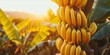 As the Sun Sets, Ripe Bananas Hang in Abundance in a Tropical Banana Field: Organic Farming Nurtures Nature's Sweet and Nutrient-Packed Delights, Generative AI