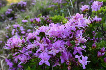 Wall Mural - a group of purple flowers sitting on top of a lush green forest