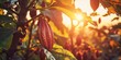 As the Sun Sets, Cocoa Beans Thrive in a Tropical Field: Organic Farming Yields Fresh and Ripe Cocoa Pods, the Essence of Chocolate, Generative AI