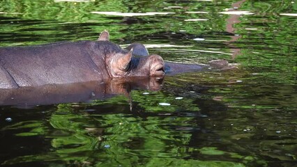 Sticker - large hippo lying in the water