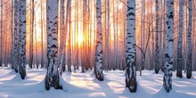 Winter Sunset In The Birch Forest. Sunshine Between White Birch Trunks In Frosty Weather
