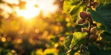 As The Sun Sets, A Flourishing Hazelnut Tree Plantation: Organic Farming Yields Fresh, Ripe Hazelnuts, Natures Nutty Delights Loved By Squirrels, Generative AI