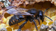 Black Buglar Bee's Imminent Hive Invasion Suspended in Time,generated by IA