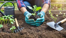 Planting Seedlings In Soil On Raised Beds Close Up In Spring The Farmer S Hands In Gloves Plant An Eggplant Sprout In The Ground Surrounded By Gardening Tools A Watering Can And Potted Seedlings