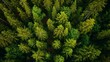 view of green forest trees with 