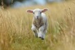 Newborn lamb taking its first wobbly steps in a meadow