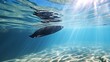 American sole fish swimming sea underwater picture ultra HD wallpaper