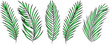 Set of palm branches. Vector illustration.