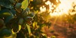 As the Sun Sets, a Thriving Pistachio Tree Plantation: Organic Farming Yields Fresh, Ripe Nuts, Nature's Nutrient-Packed Delights, Generative AI