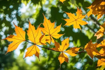 Wall Mural - autumn leaves background