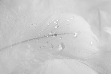  Beautiful fluffy bird feathers with water drops, closeup