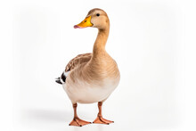 Duck On White Background, Isolated
