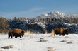 bison standing in white snow in early winter