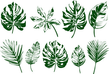 Abstract set of tropical leaves isolated on white background. Hand drawn illustration collection.